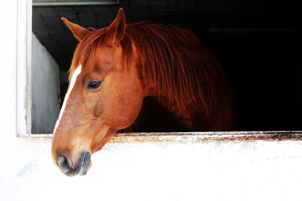 Cheval1024
