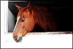 Cheval1024