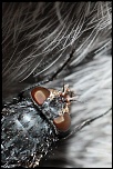 Macro