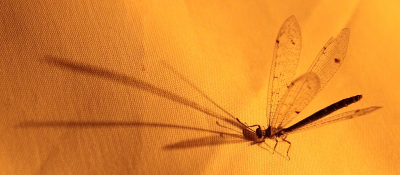 -img_8716.jpg