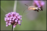 -img_7034.jpg