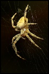 -img_7080.jpg