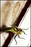-img_9539.jpg