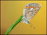 -img_0258.jpg