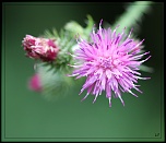 Diffuseur-img_8413eos.jpg