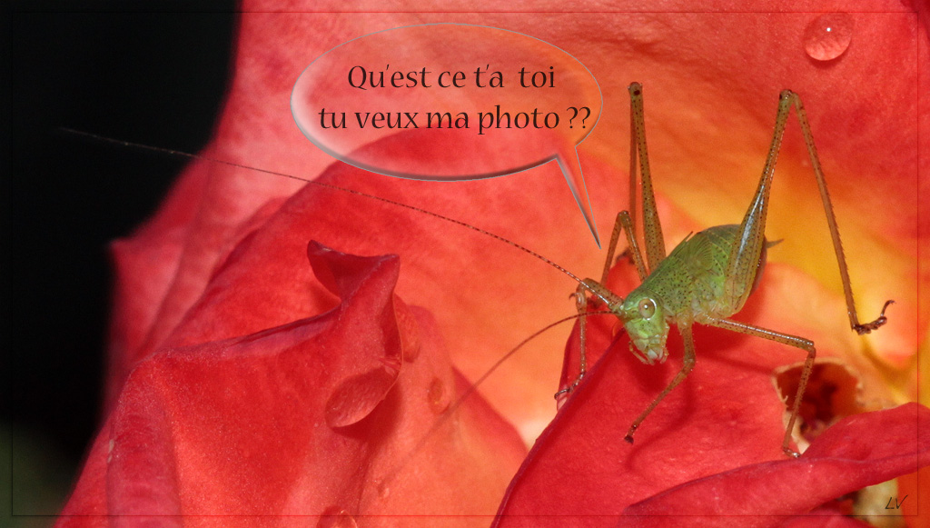 Diffuseur-img_8092-1b.jpg