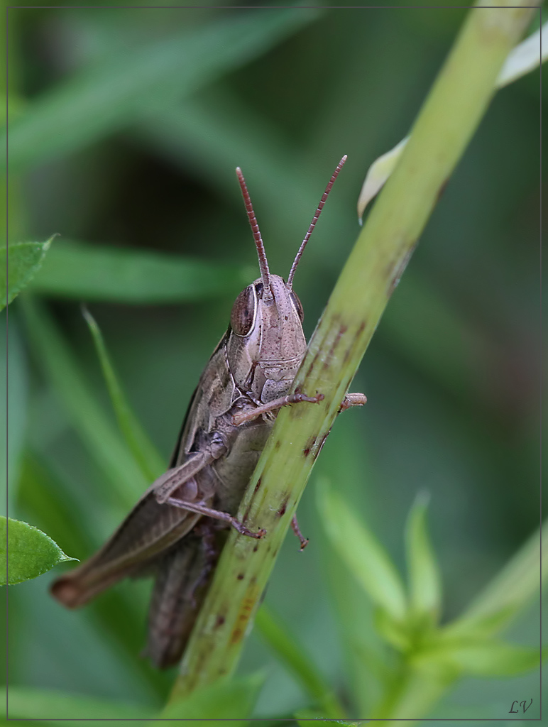 Diffuseur-img_8926a1.jpg