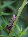 Diffuseur-img_8926a1.jpg