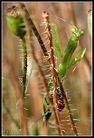 Diffuseur-img_7640copie.jpg