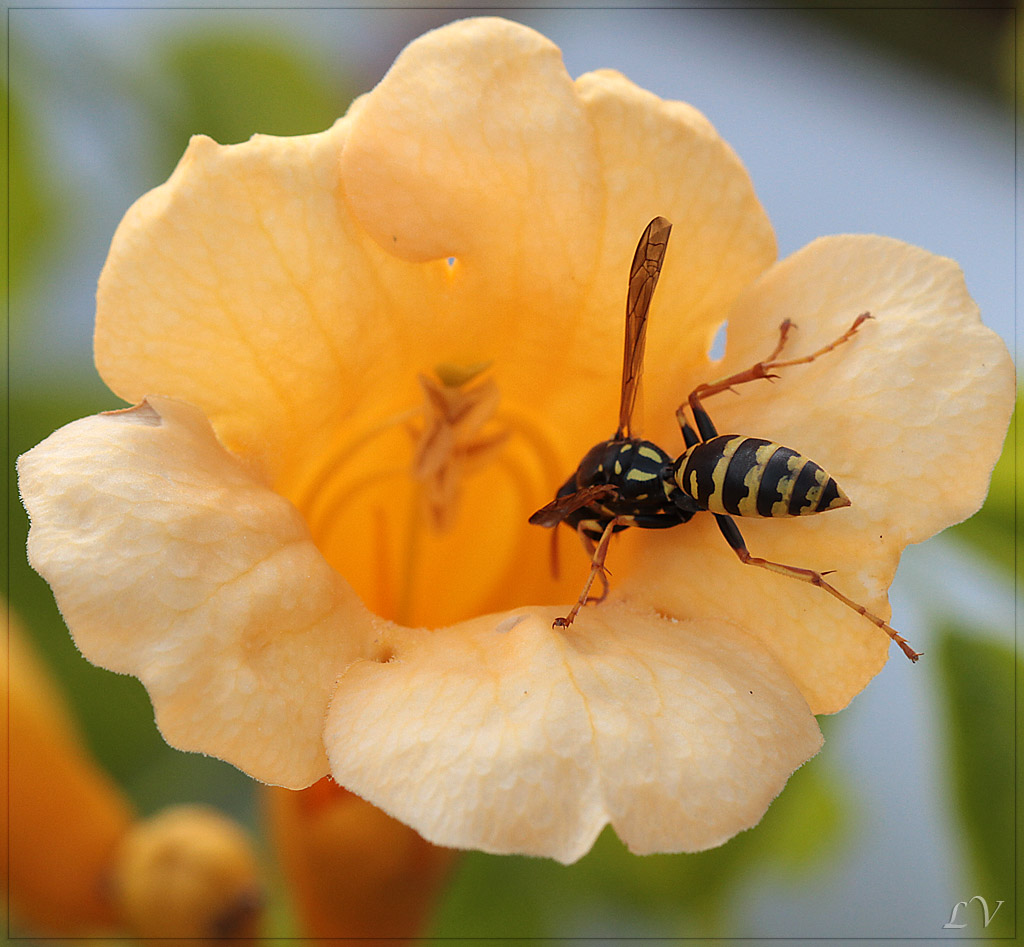 Diffuseur-img_7909-1.jpg
