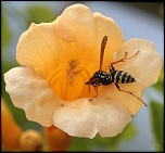 Diffuseur-img_7909-1.jpg