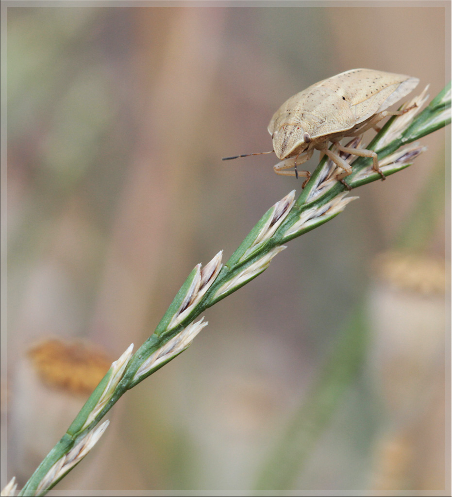 Diffuseur-img_7602.jpg