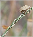 Diffuseur-img_7602.jpg