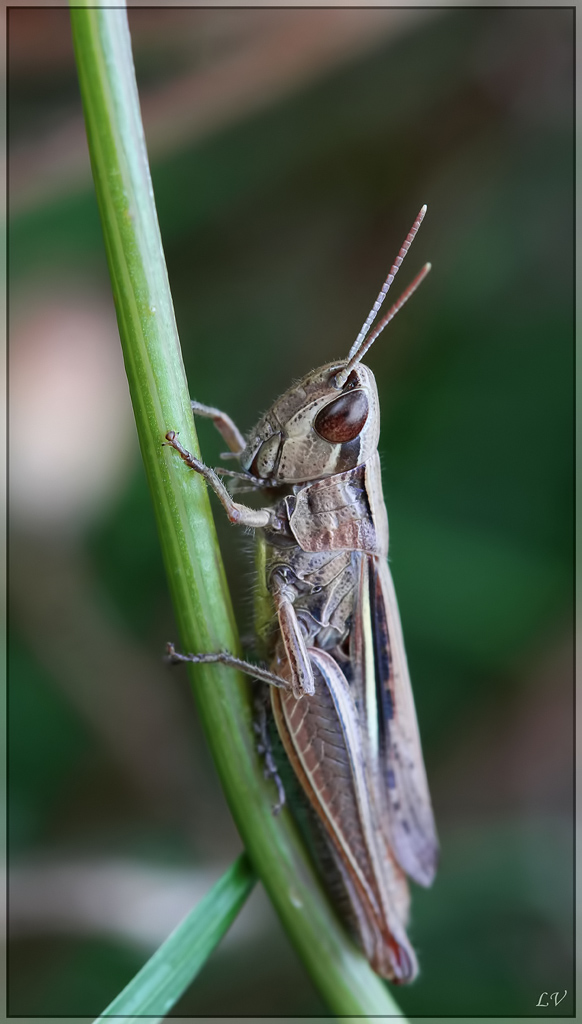 Diffuseur-img_8933-1024.jpg