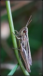 Diffuseur-img_8933-1024.jpg