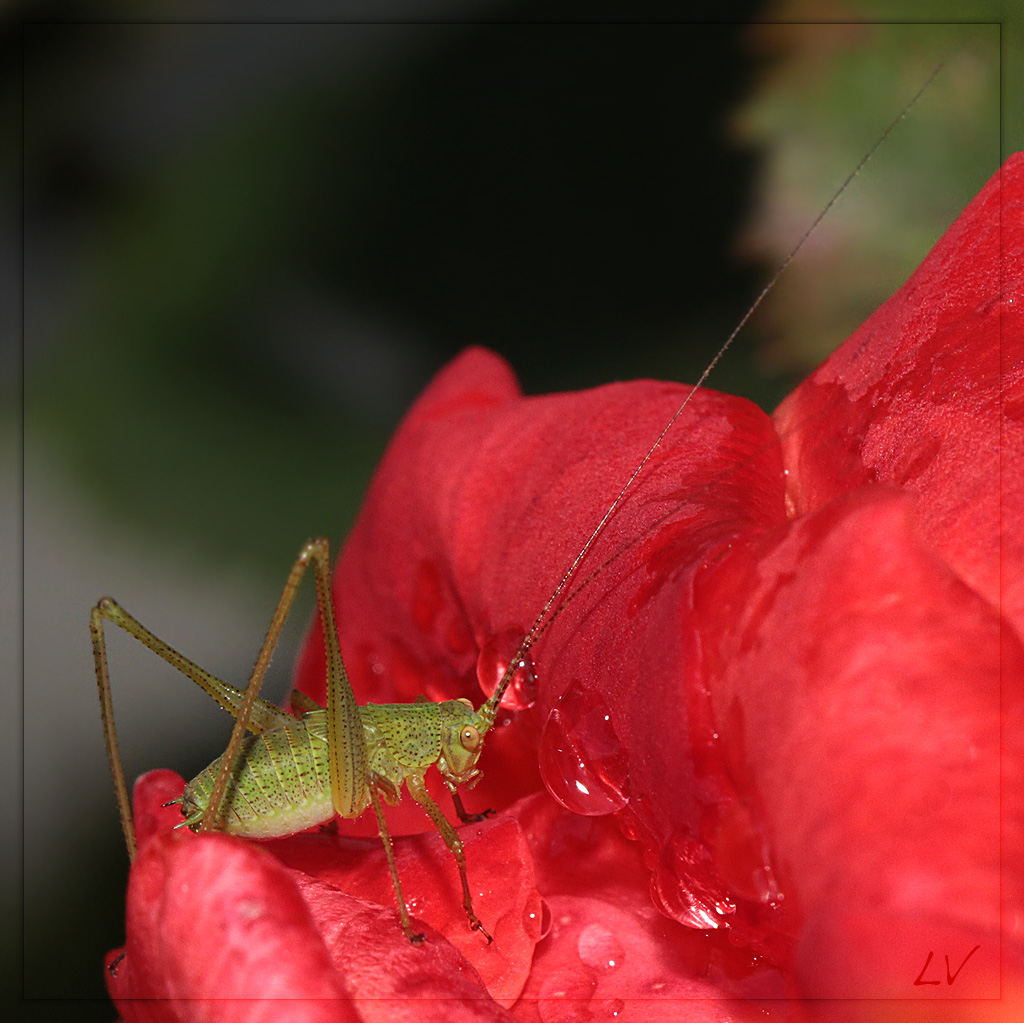 Diffuseur-img_8095-2.jpg