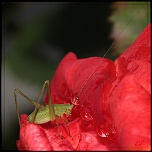 Diffuseur-img_8095-2.jpg