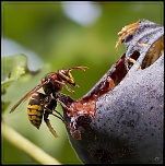 Diffuseur-img_9623c.jpg