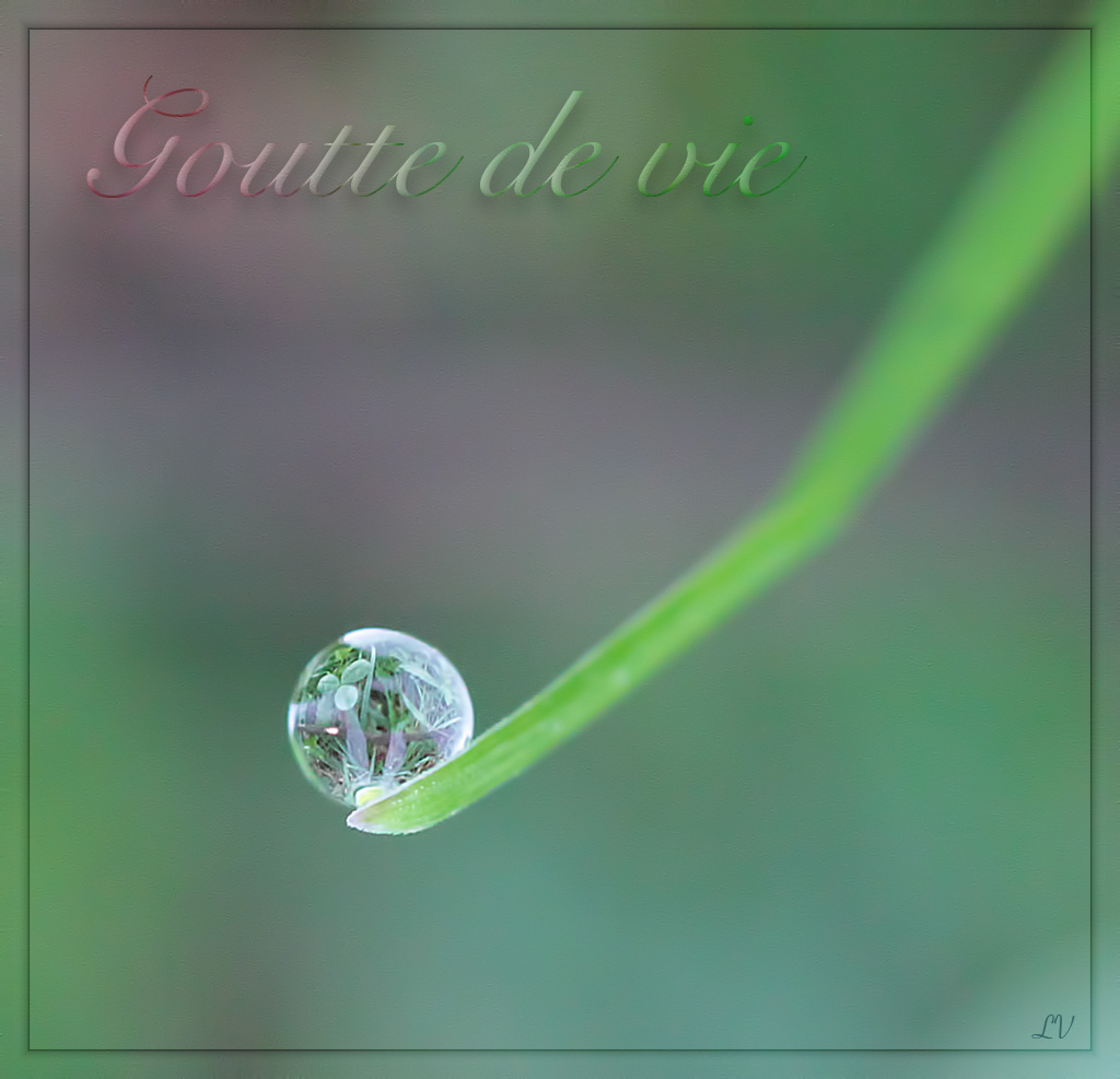 Diffuseur-img_9301-bulle-de-vie.jpg