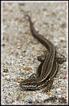 Diffuseur-img_7400a4.jpg