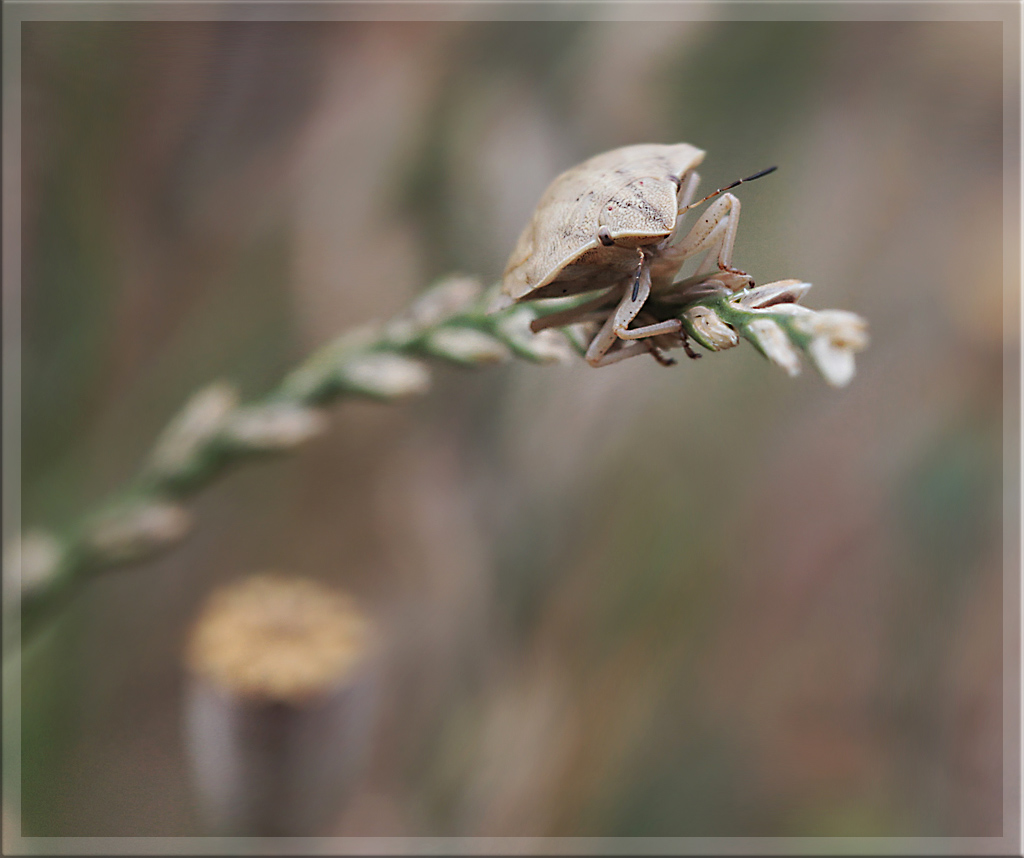 Diffuseur-img_7619-1.jpg