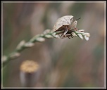 Diffuseur-img_7619-1.jpg