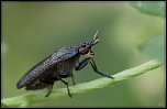 Diffuseur-img_9183a1.jpg