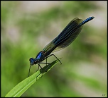 Diffuseur-img_9691a1.jpg