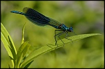 Diffuseur-img_9678a1.jpg