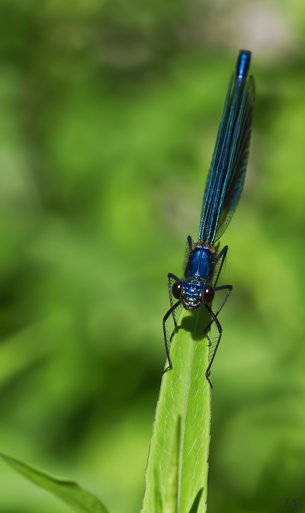 Diffuseur-img_9685a.jpg