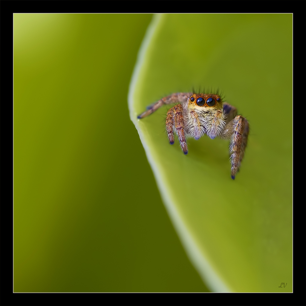 Diffuseur-img_9989ac22.jpg
