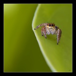 Diffuseur-img_9989ac22.jpg