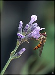 Diffuseur-img_7475c.jpg