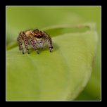Diffuseur-img_9993a11.jpg