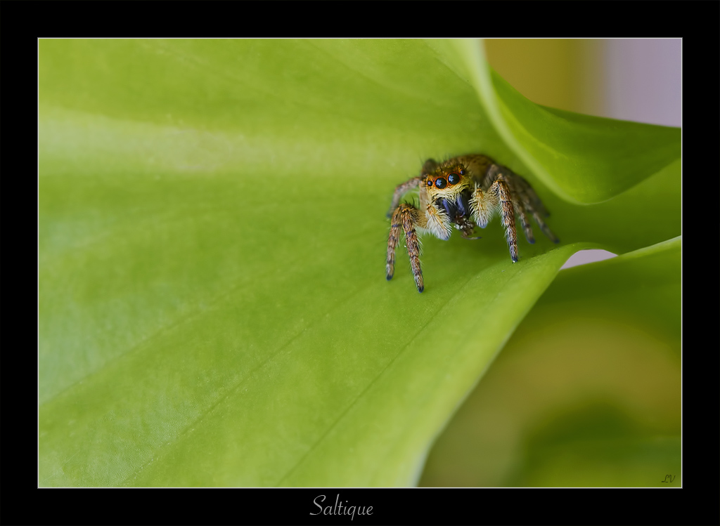 Diffuseur-img_0153a.jpg