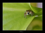 Diffuseur-img_0153a.jpg