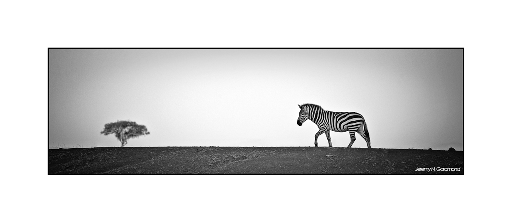 Le petit nouveau du jour...-eos_jng_zebre_4.jpg