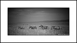 Le petit nouveau du jour...-eos_jng_zebre_1.jpg