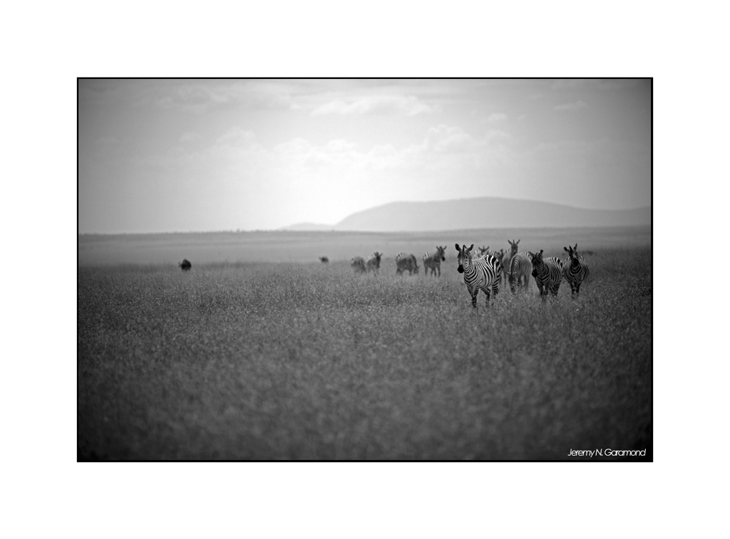 Le petit nouveau du jour...-eos_jng_zebre_5.jpg