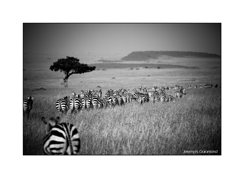 Le petit nouveau du jour...-eos_jng_zebre_2.jpg
