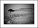 Le petit nouveau du jour...-eos_jng_zebre_2.jpg