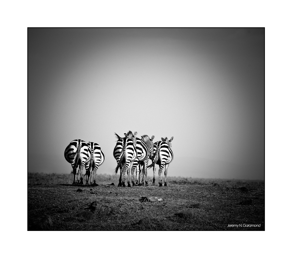 Le petit nouveau du jour...-eos_jng_zebre_3.jpg