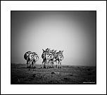 Le petit nouveau du jour...-eos_jng_zebre_3.jpg
