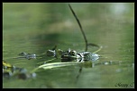 -une-belle-grenouille.jpg