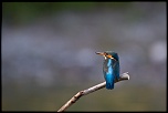 IMG 8517