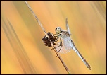 -img_0217000.jpg