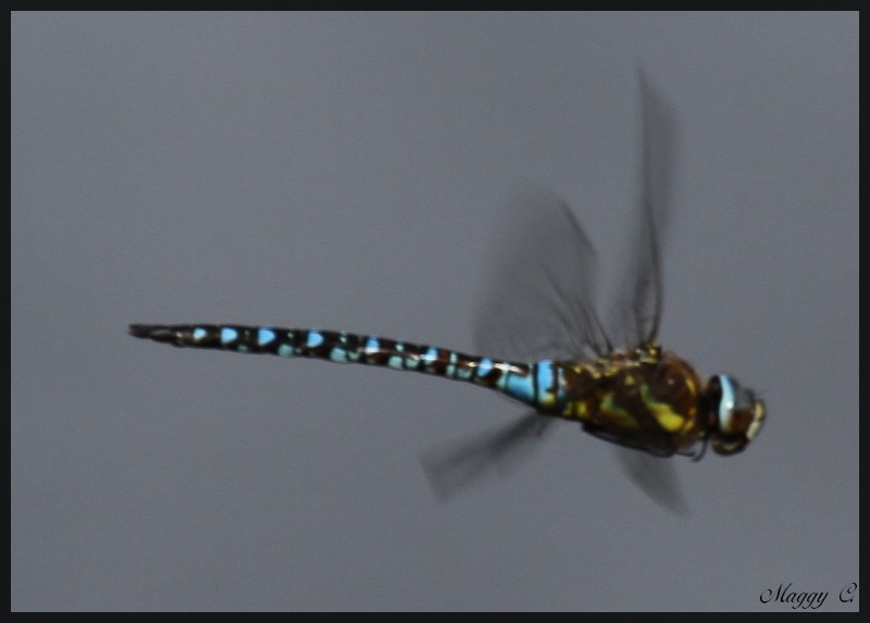 -la-libellule-bleue.jpg