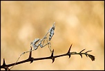 -img_0176000.jpg