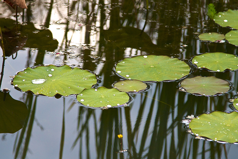 -jardins-deau-2.jpg