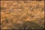 -bles-4.jpg